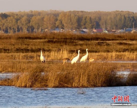 �ؚw�QȺ�ġ�С��(����)�����˰��QȺ�w�����r �z